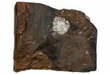 Paleocene Fossil Cone (Parataxodium) - North Dakota #262326-1